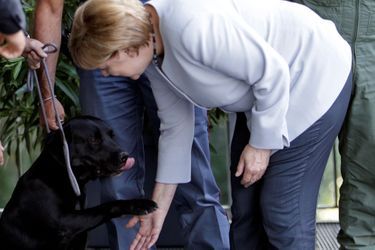 Leo le labrador était l&#039;invité d&#039;honneur d&#039;une rencontre bilatérale entre le Premier ministre italien Matteo Renzi et la chancelière allemande Angela Merkel, le 31 août.