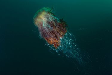 Cette photo de méduse à crinière de lion a été primée aux British Wildlife Photography Awards