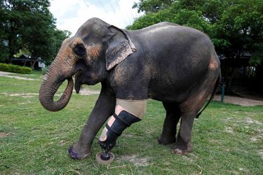 Mosha, l'éléphant blessé par une mine, a reçu sa nouvelle prothèse