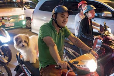 Les chiens aussi adorent la moto... Celui-ci, doté d’un excellent équilibre, est très intéressé par la route et préfère rester debout. Sur le bitume, le spectacle est perpétuel. Parfois surréaliste et toujours zen. 