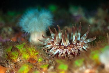 Ecosse : à la rencontre des créatures sous-marines