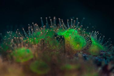 Ecosse : à la rencontre des créatures sous-marines