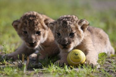 Deux des quatre lionceaux du Parc Blair Drummond en Ecosse, au nord de Glasgow