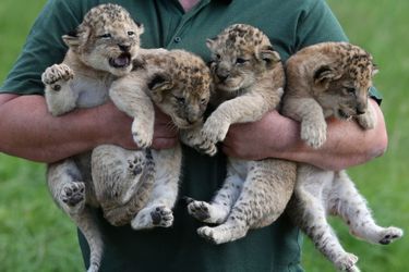 Les quatre lionceaux du Parc Blair Drummond en Ecosse, au nord de Glasgow