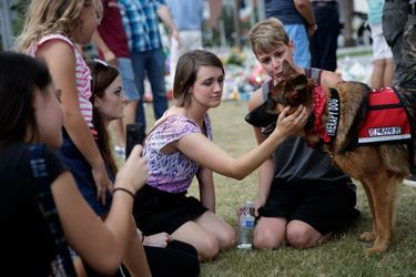 A Orlando, des chiens pour consoler après l'attentat.