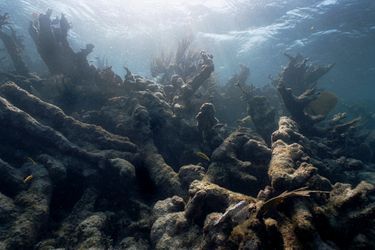 Entre 1970 et 2010, 39% des espèces maritimes ont disparu ainsi que 50% des coraux  80% de la vie sur Terre se passe dans l’océan. 