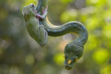 La grenouille et le serpent, drôle de fable indonésienne