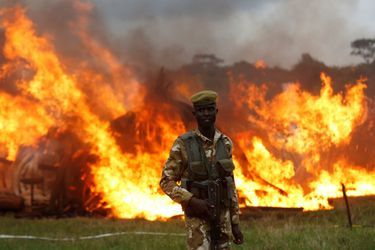 Le Kenya détruit la plus grande quantité d&#039;ivoire de l&#039;histoire.