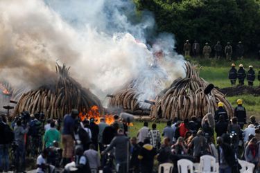 Le Kenya détruit la plus grande quantité d&#039;ivoire de l&#039;histoire.