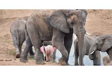 Un éléphanteau blanc rarissime est né en Afrique du Sud