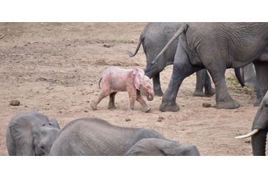 Un éléphanteau blanc rarissime est né en Afrique du Sud