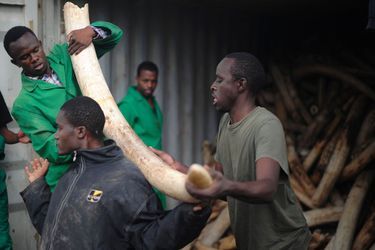 Les pyramides d’ivoire sont prêtes à être embrasées au Kenya