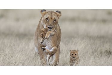 La lionne récupère son petit fugueur au sein du Masai Mara, au Kenya