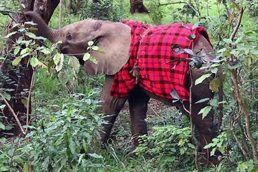 Sokotei, l'éléphanteau orphelin sauvé de la nuit - En images