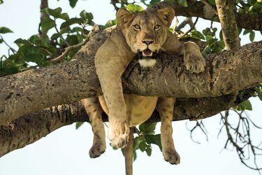 Instant de flemme pour la lionne, en Ouganda