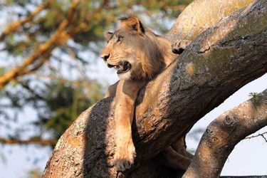 Instant de flemme pour la lionne, en Ouganda
