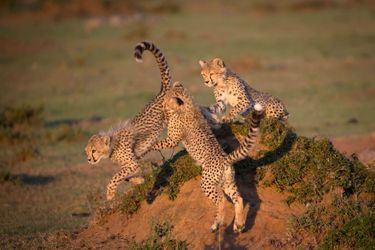 La chute du petit guépard au sein de la réserve du Masai Mara, au Kenya