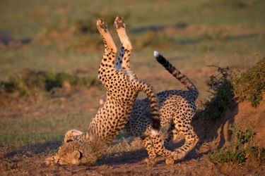 La chute du petit guépard au sein de la réserve du Masai Mara, au Kenya