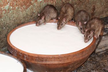 Une fois que les rats ont bu du lait, les dévots doivent tremper leurs doigts et les lécher. 