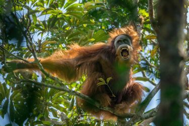 Tough Times for Orangutans Nature, first prize stories, Tim Laman USA
