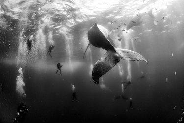 Whale Whisperers Nature, second prize singles, Anuar Patjane Floriuk Mexico