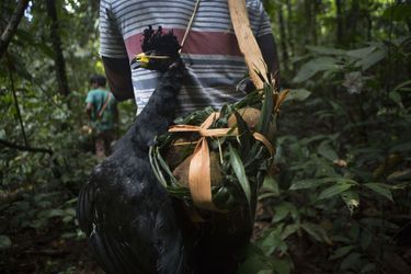 Une chasse réussie a permis d&#039;attraper un oiseau de la jungle et de récolter des cupuaçus. Son fruit étant lourd, le chasseur a dû rapidement façonner un kanhipex, sorte de sac, en feuilles de palmier et de bandes d&#039;écorce.
