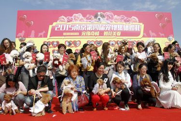 15 mariages de chiens ont été célébrés à Nanjing, en Chine