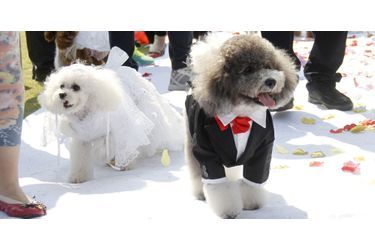 15 mariages de chiens ont été célébrés à Nanjing, en Chine