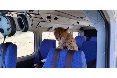 Attention, il y a un guépard dans l'avion