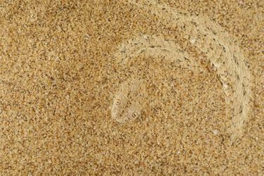 Deuxième, catégorie Evolutionary Biology: "Sand has scales", de Fabio Pupin