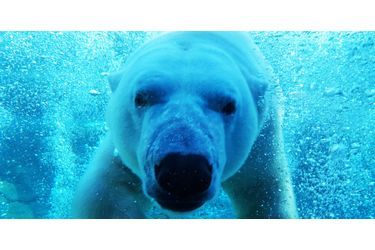 Face à face avec un ours blanc au Cochrane Polar Bear Habitat, un parc dédié aux ours polaires situés dans l'Ontario