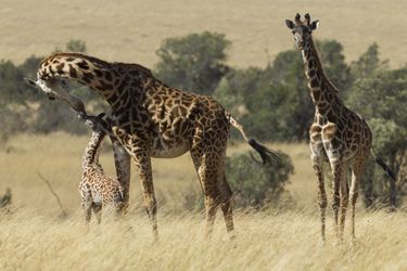 Gestes tendres chez les girafes de la réserve du Masai Mara, au Kenya