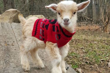 @GoatsOfAnarchy, les chèvres les plus craquantes d'Instagram