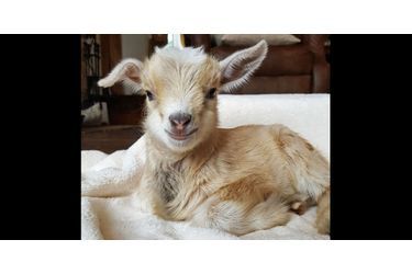 @GoatsOfAnarchy, les chèvres les plus craquantes d'Instagram