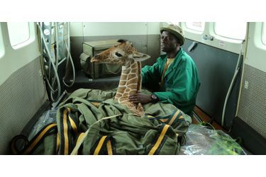 Kiko la girafe le jour de son sauvetage
