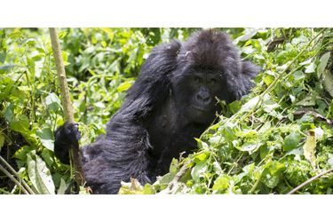 La belle complicité des gorilles et leurs gardiens dans le parc national des Virunga