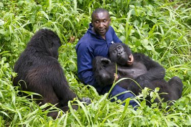 La belle complicité des gorilles et leurs gardiens dans le parc national des Virunga