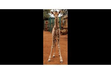 La girafe et l'éléphanteau orphelins sont inséparables