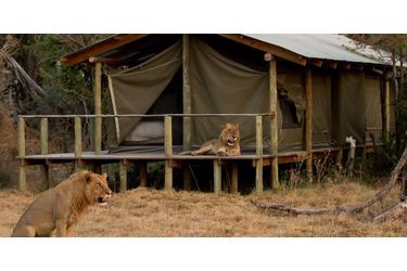 Le moment de détente des lions au Botswana
