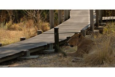 Le moment de détente des lions au Botswana