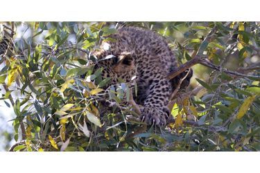 Le petit léopard joue au cochon pendu dans le Parc national Kruger, en Afrique du Sud