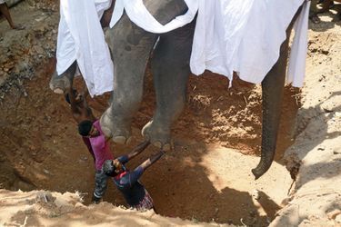 Les déchirants adieux d&#039;un mahout à son éléphant