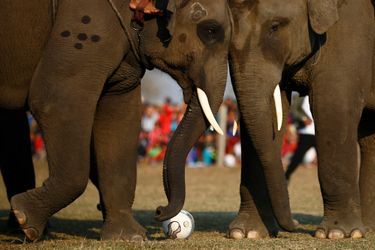 Les éléphants stars d&#039;un festival de cinq jours au Népal