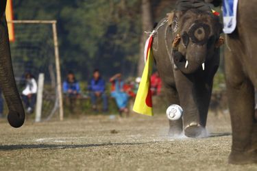 Les éléphants stars d&#039;un festival de cinq jours au Népal
