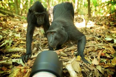 Les macaques intrigués par un appareil photo, en Indonésie