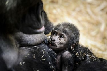Naissance d'un adorable bébé gorille au zoo d'Amsterdam