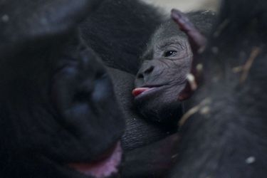 Naissance d'un adorable bébé gorille au zoo d'Amsterdam