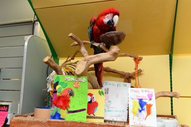Poncho le perroquet fête ses 90 ans
