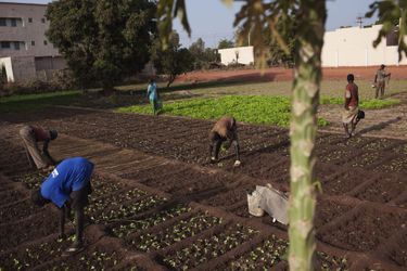 25 février, des agriculteurs urbains cultivent la laitue sur un petit lopin de terre à Bamako. 