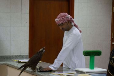 A Abu Dhabi, une clinique dédiée aux faucons